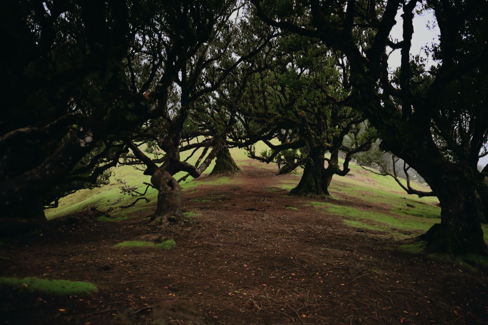 A bare earth path between ancient moss-covered laurel trees on bright green grassland in mist, their gnarled branches arching low over the trail.
